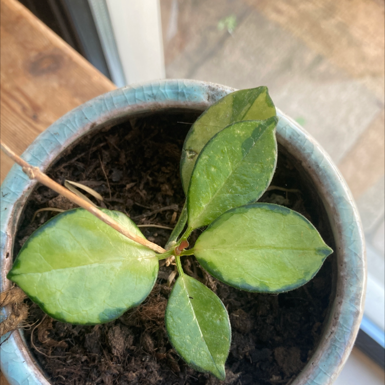 Photo of the plant species Variegated Hoya carnosa 'Compacta' by Stefanie named Hoya mini on Greg, the plant care app