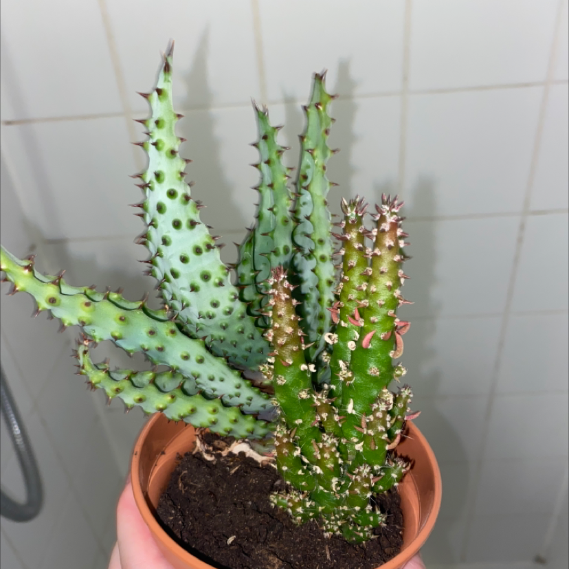 Cape Aloe plant in a small pot with visible soil, held by a hand.
