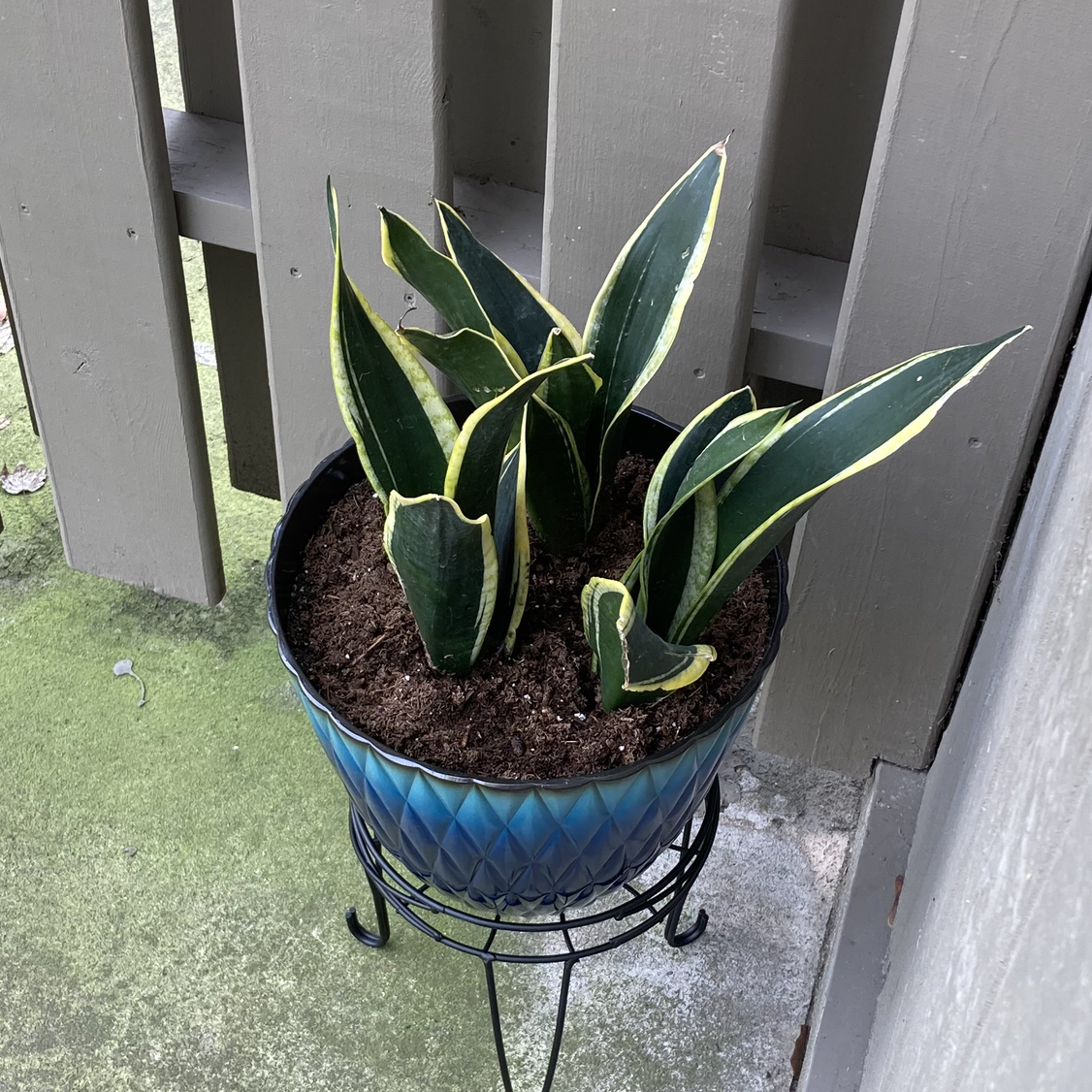 Snake Plant plant photo by @MikalahTinney named Gru on Greg, the plant care app.