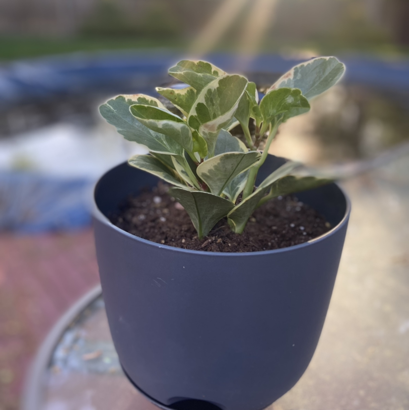 Photo of the plant species Variegated Baby Rubber Plant by @lindseydeichler named Valerie on Greg, the plant care app
