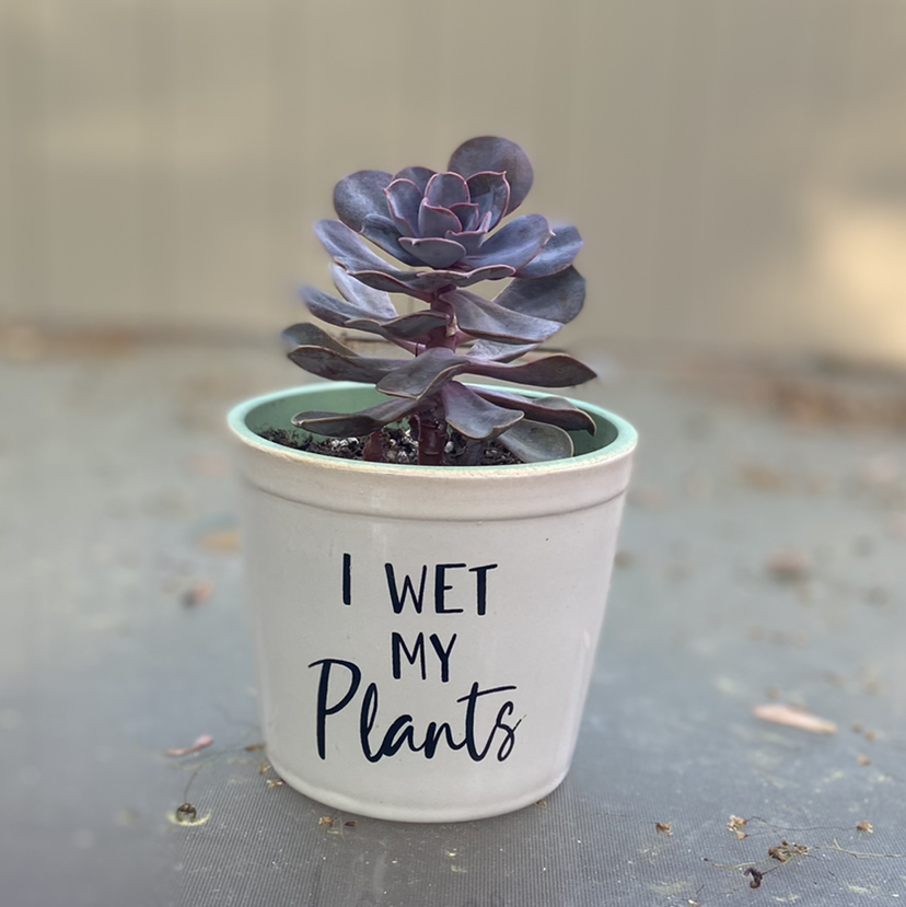 Echeveria 'Perle von Nurnberg' plant photo by @lindseydeichler named Amy on Greg, the plant care app.