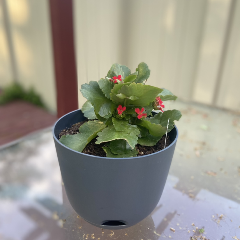 Florist Kalanchoe plant photo by @lindseydeichler named Frankie on Greg, the plant care app.
