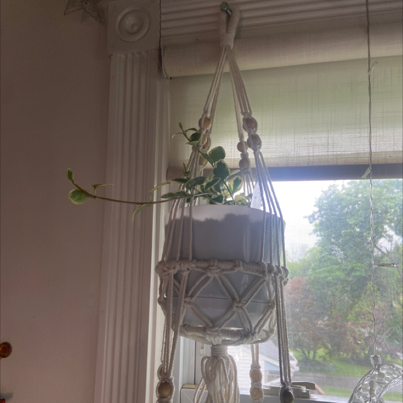 Variegated Vinca Vine plant in a hanging pot near a window, receiving natural light.