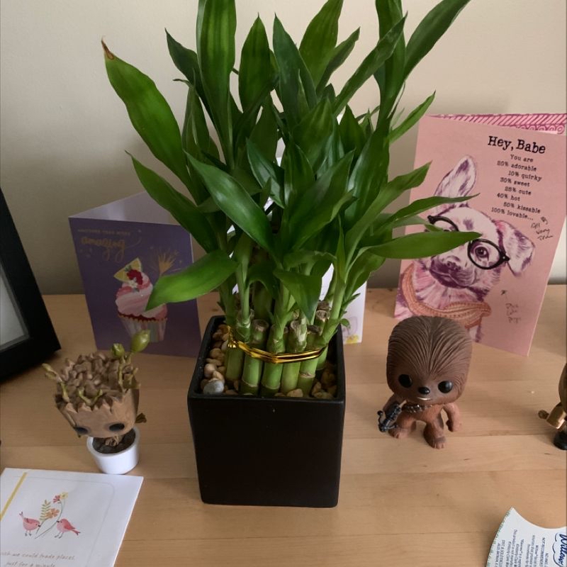 Healthy lucky bamboo plant in black vase with spiral growth pattern and decorative figurines on wooden surface.