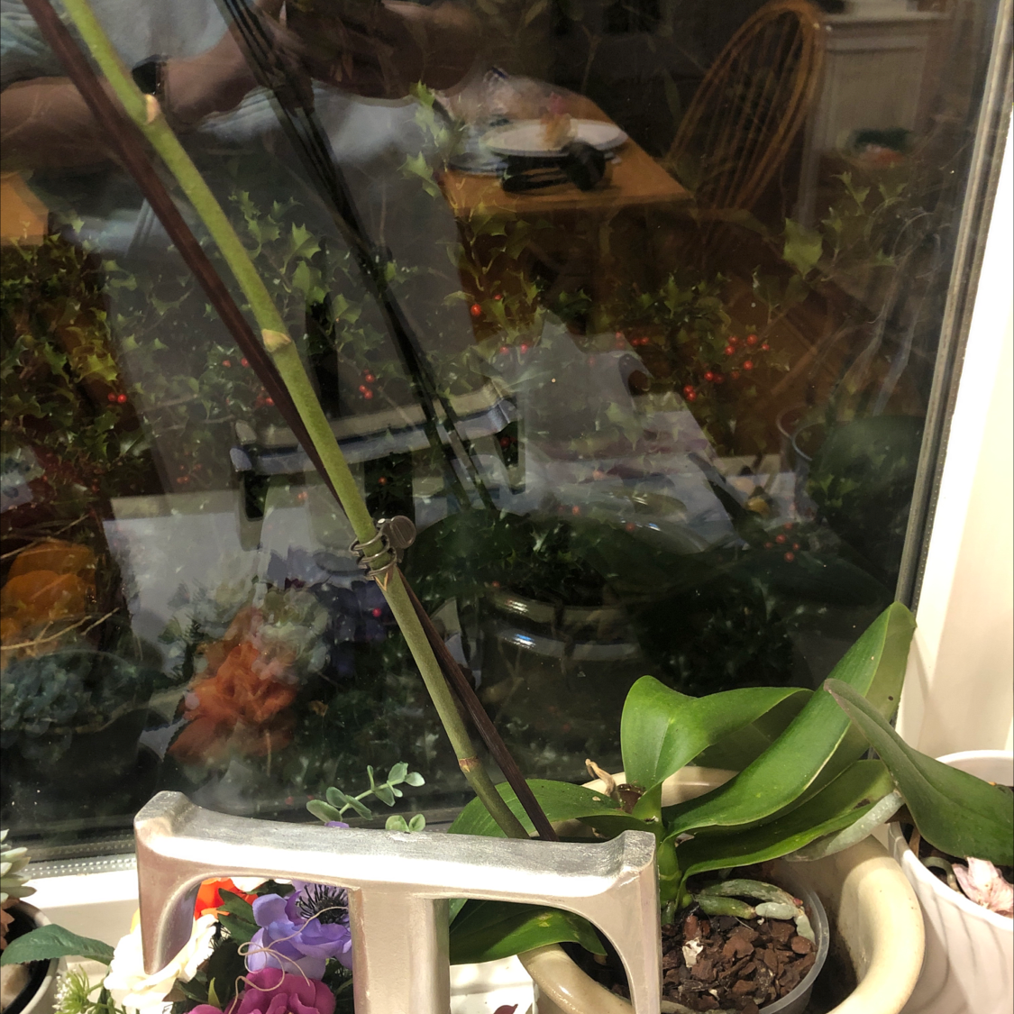 Basket Plant in a pot near a window with visible soil and other plants in the background.
