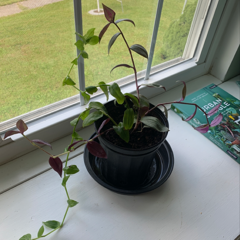 Healthy small-leaf spiderwort plant with lush green foliage growing in a black pot on a bright windowsill.