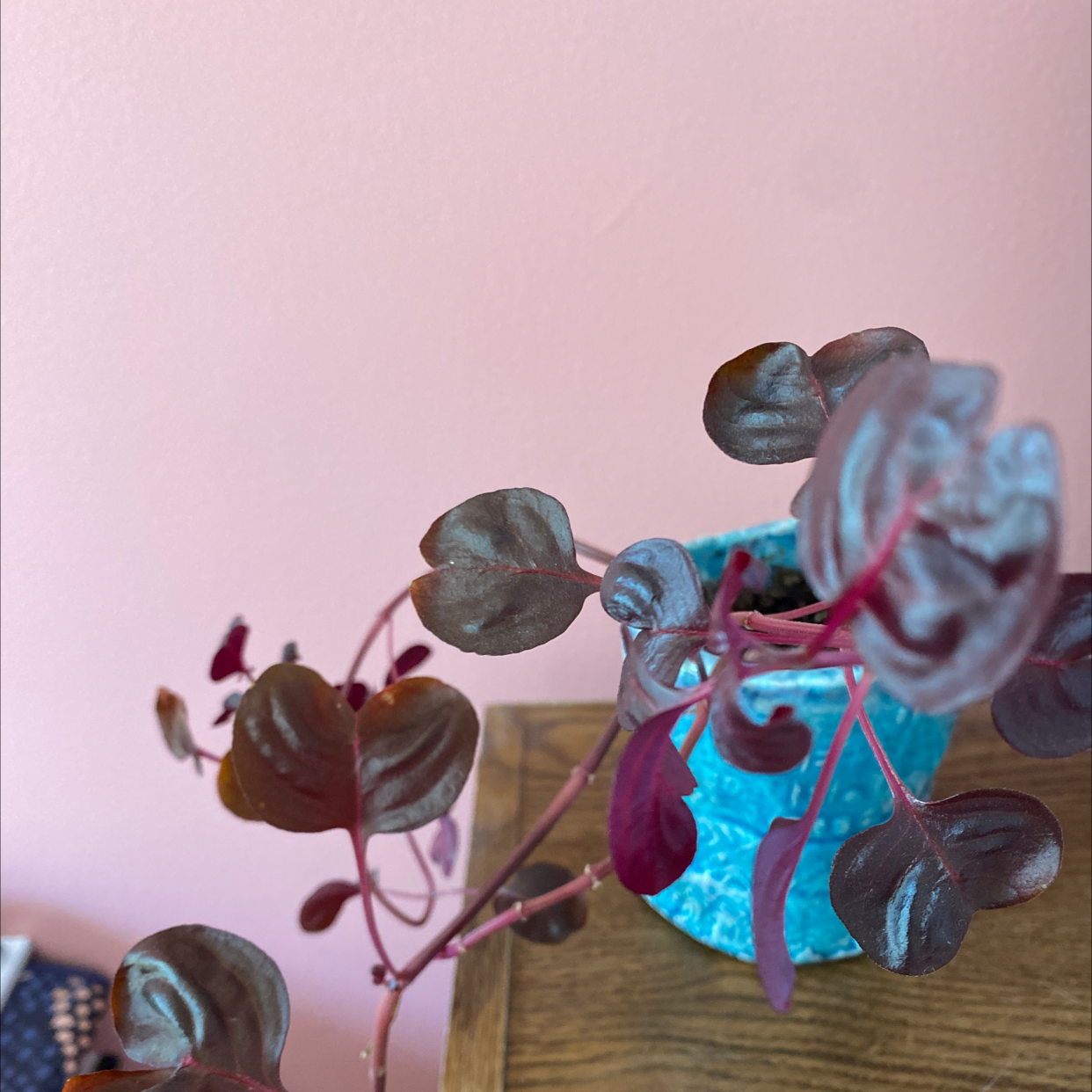 Herbst's Bloodleaf plant photo by @emilyen named Marley on Greg, the plant care app.