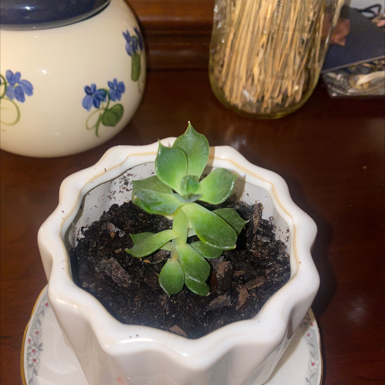 Mexican Snowball plant photo by @emilyen named Nemo on Greg, the plant care app.