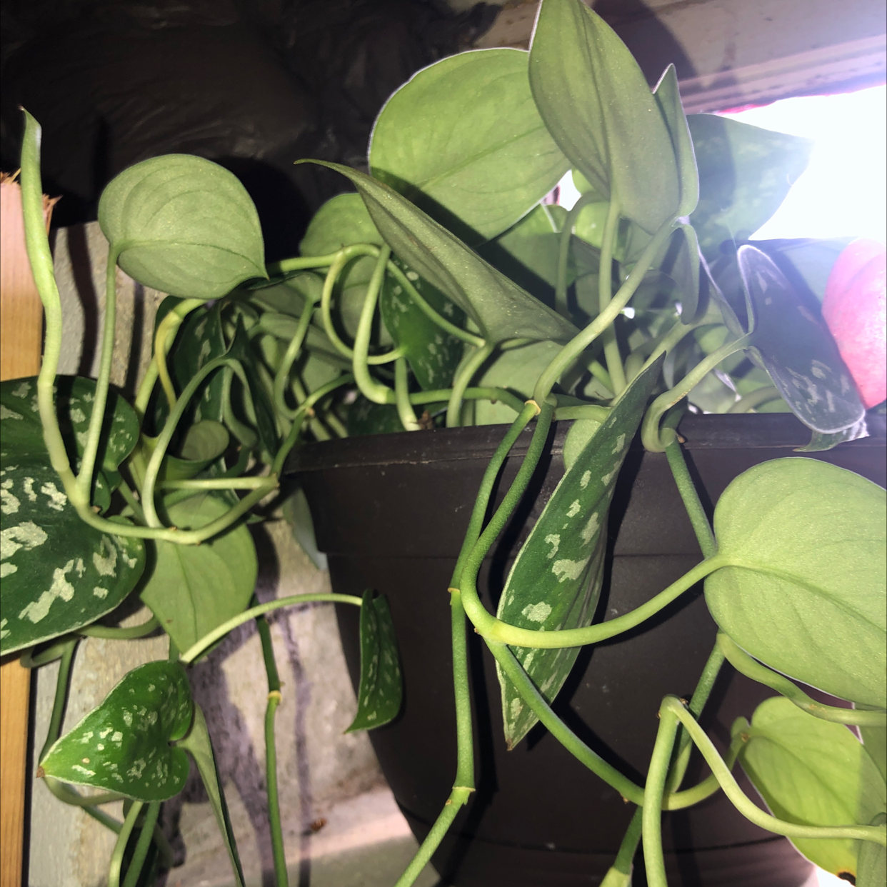 Satin Pothos plant photo by @hec6te named dionysus on Greg, the plant care app.