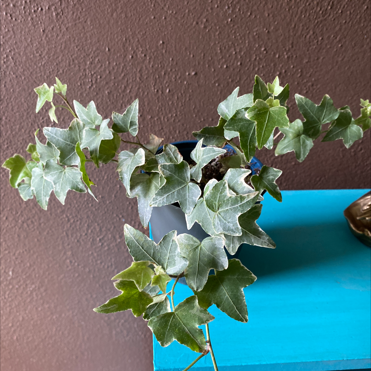 English Ivy plant photo by @lillipad13 named lola on Greg, the plant care app.