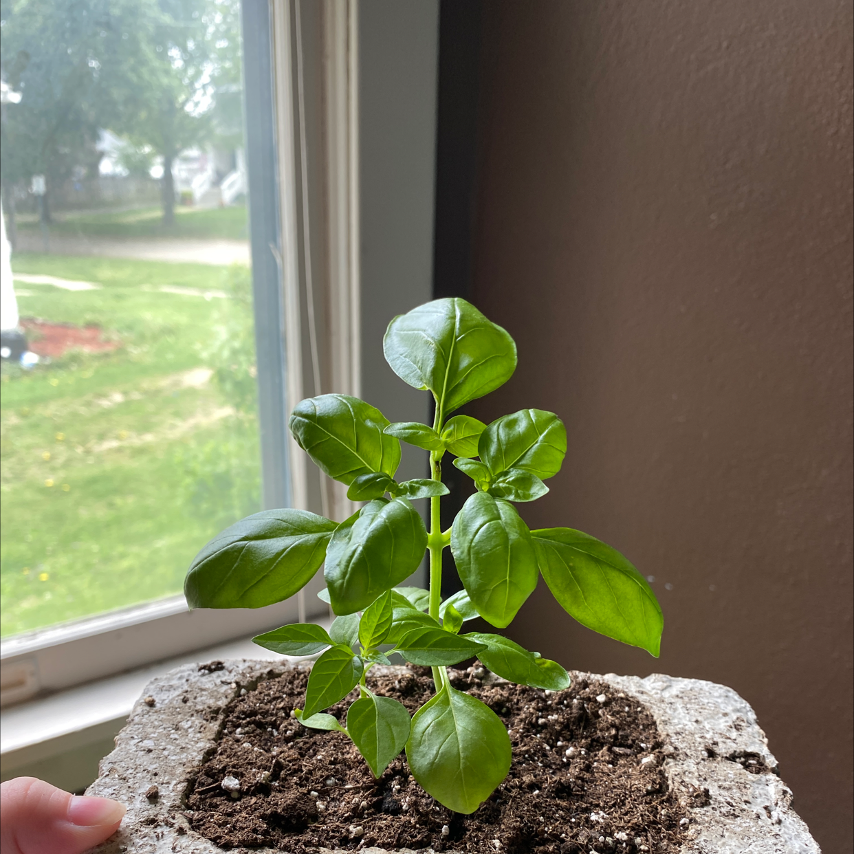 Sweet Basil plant photo by @lillipad13 named herbert on Greg, the plant care app.