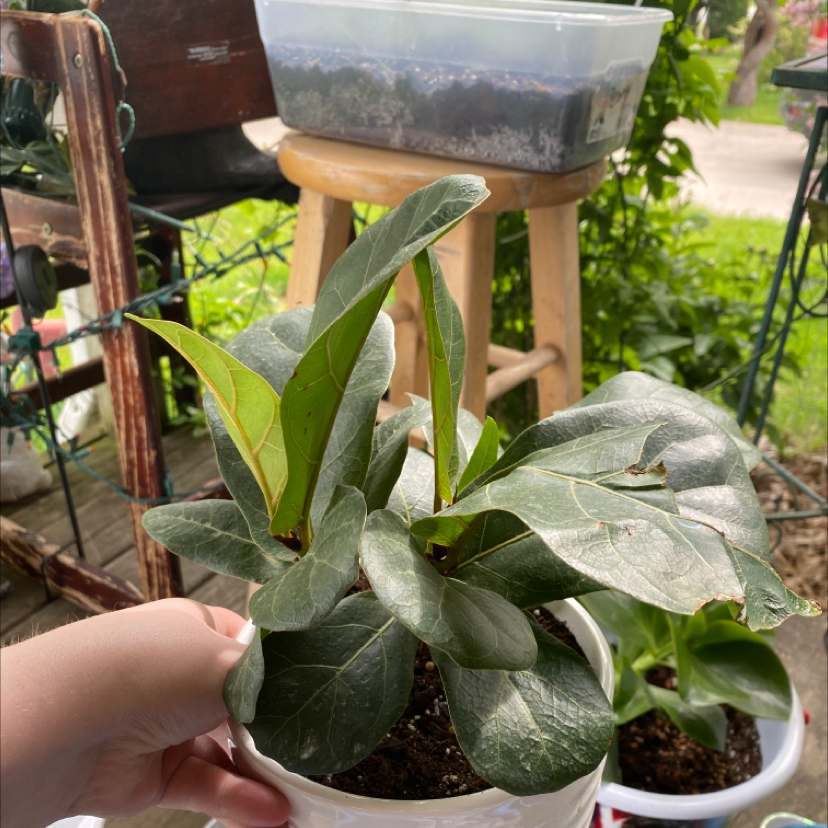 Dwarf Fiddle Leaf Fig plant in a white pot, held by a hand, with visible soil.