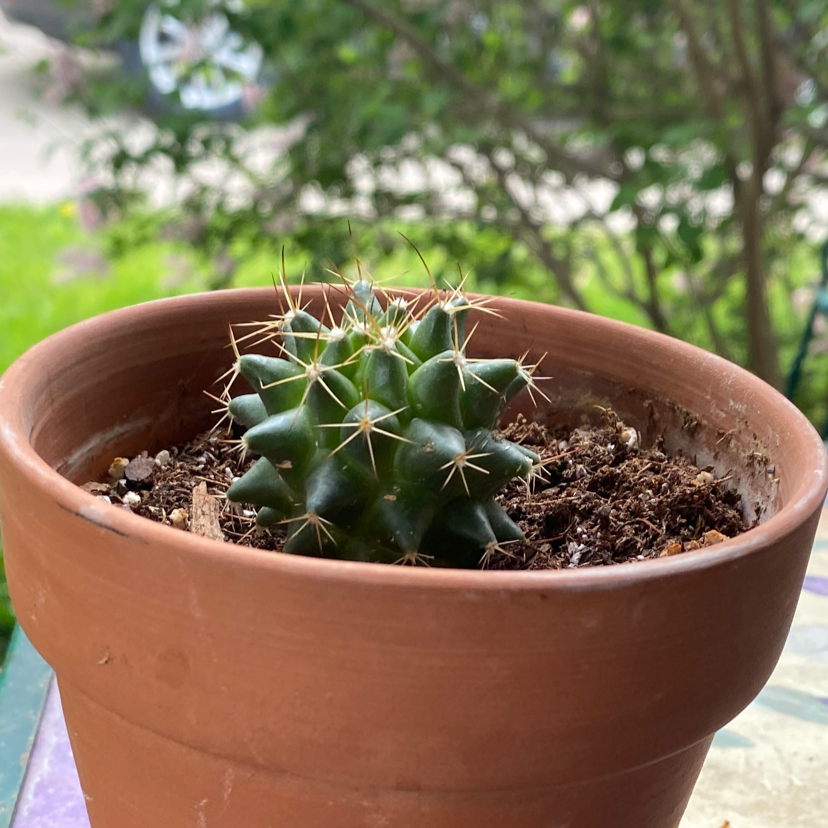 Photo of the plant species Texas Barrel Cactus by @SentientPossum named Pokeo Ono on Greg, the plant care app