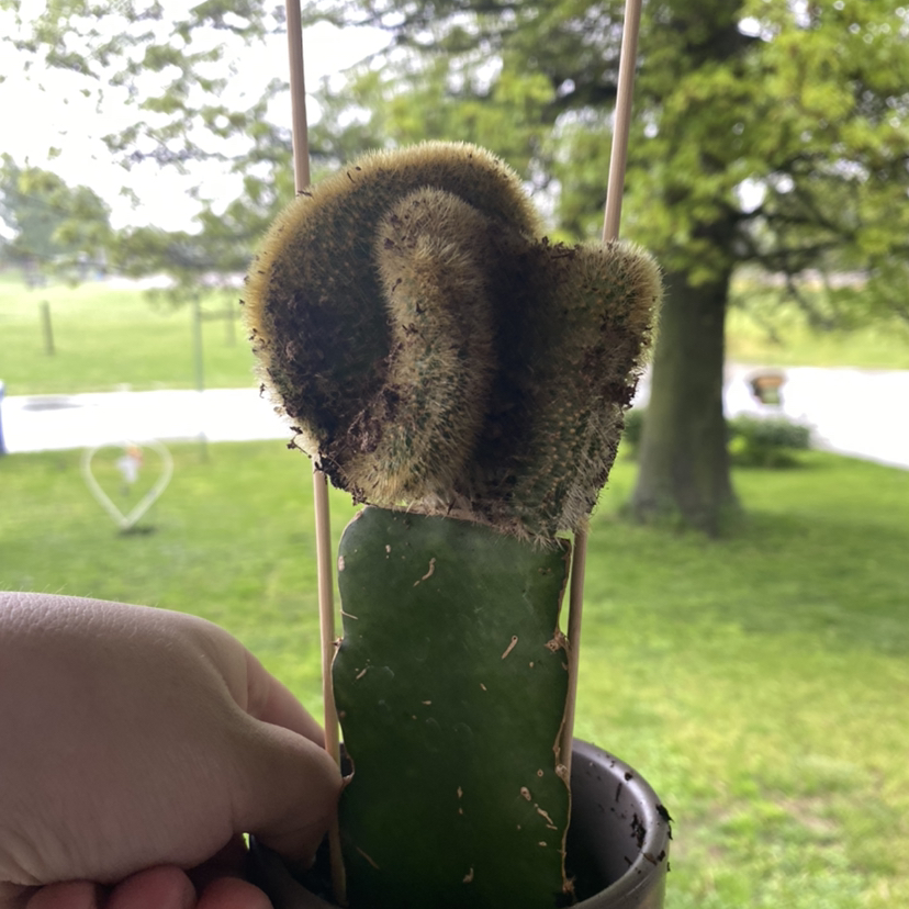 Photo of the plant species Golden Rat Tail by @SentientPossum named Morgan Treeman on Greg, the plant care app