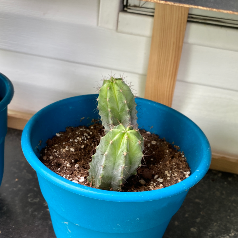 Photo of the plant species Pleated Cereus by @SentientPossum named Stabby Twins on Greg, the plant care app