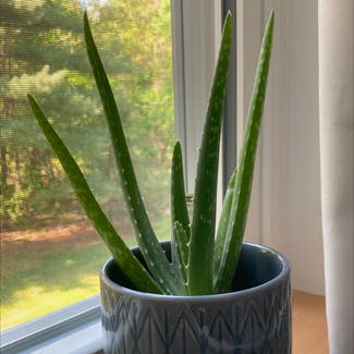 Aloe vera plant in Sudbury, Massachusetts