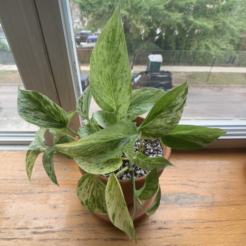 Healthy potted Epipremnum aureum plant with large variegated heart-shaped leaves sitting on a wooden surface in front of a window.