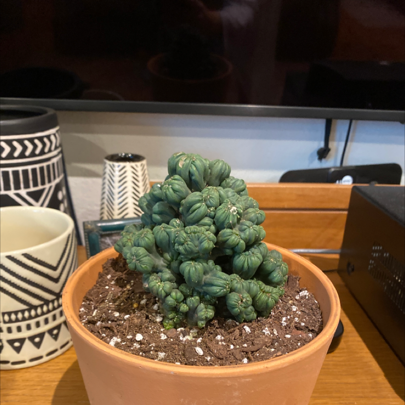 Ming Thing Cactus in a terracotta pot with visible soil, well-framed and in focus.