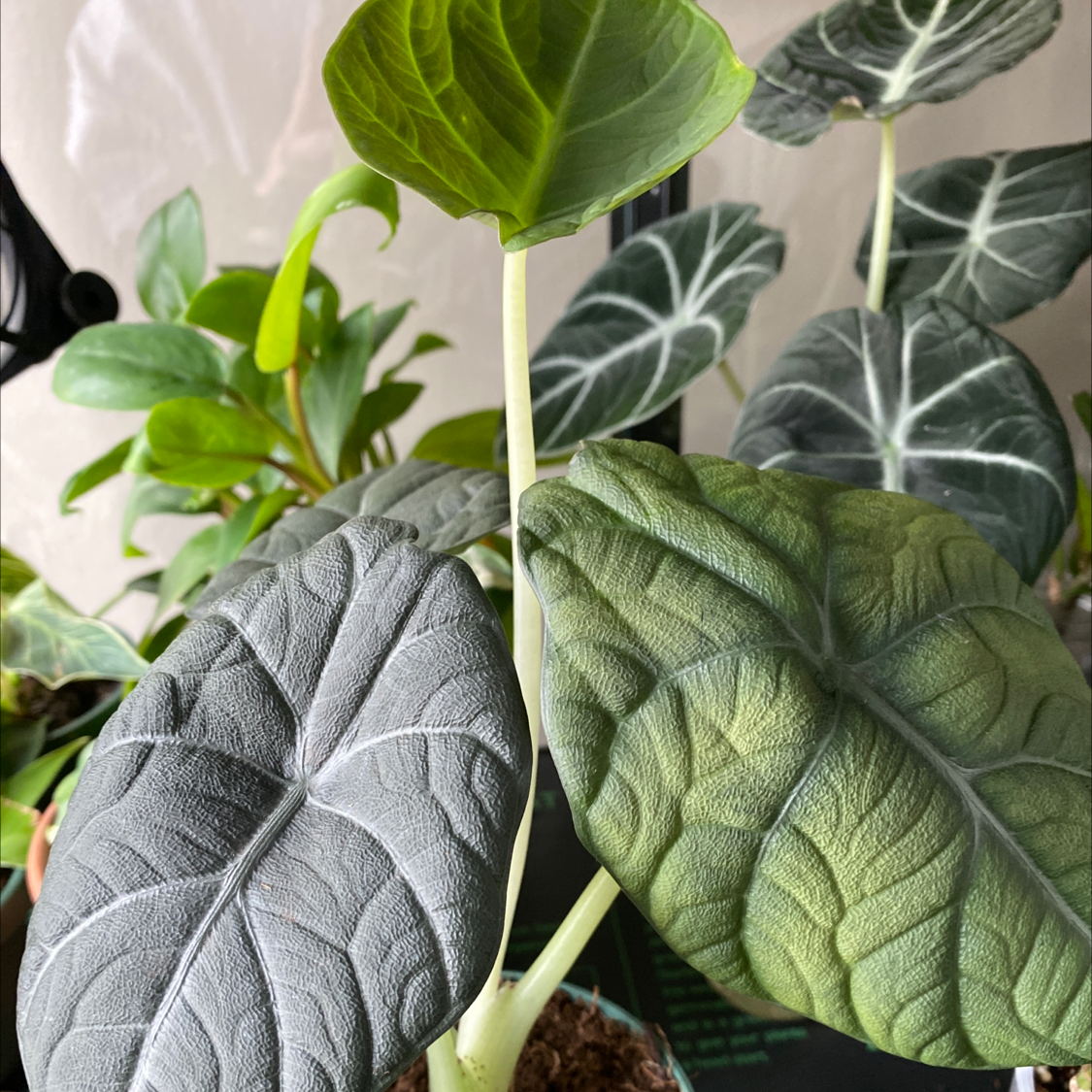 Alocasia 'Maharani' plant with textured leaves, well-framed and in focus.