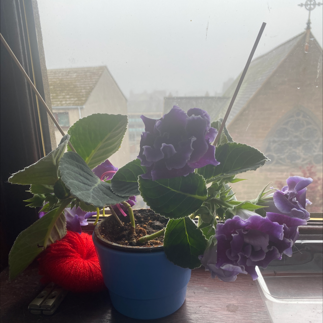 Potted Florist's gloxinia with vibrant purple flowers in a blue pot on a windowsill.