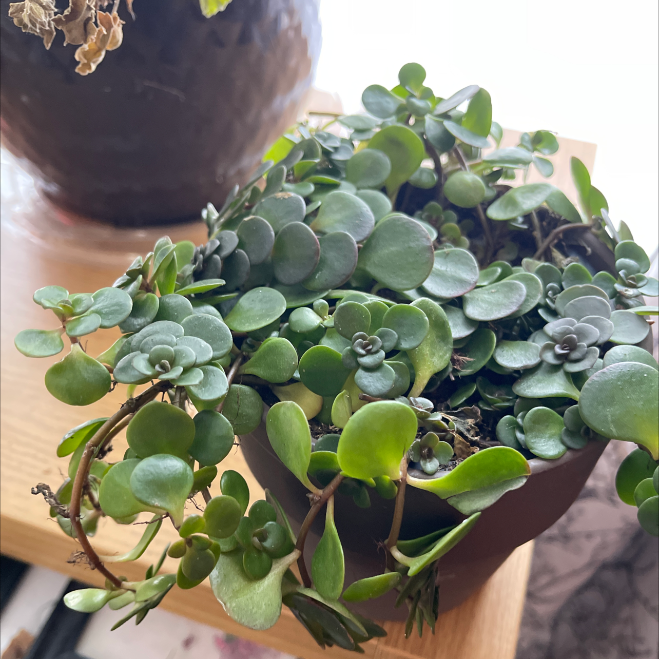 Healthy Woodland Stonecrop plant in a pot with green, vibrant leaves.