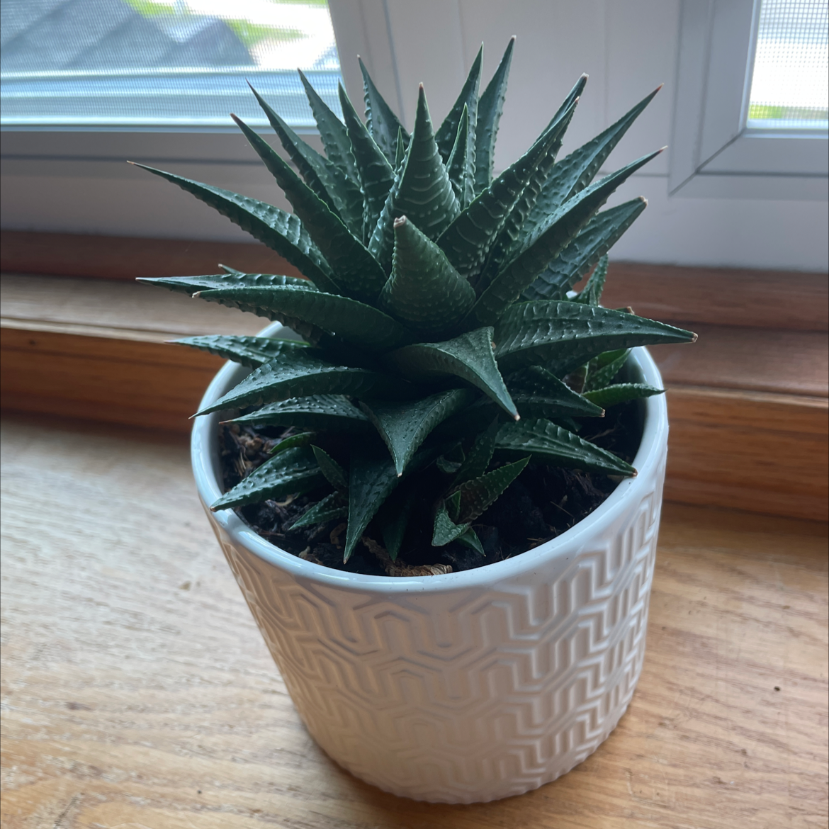 Fairy Washboard plant photo by Nathan named Fergi on Greg, the plant care app.