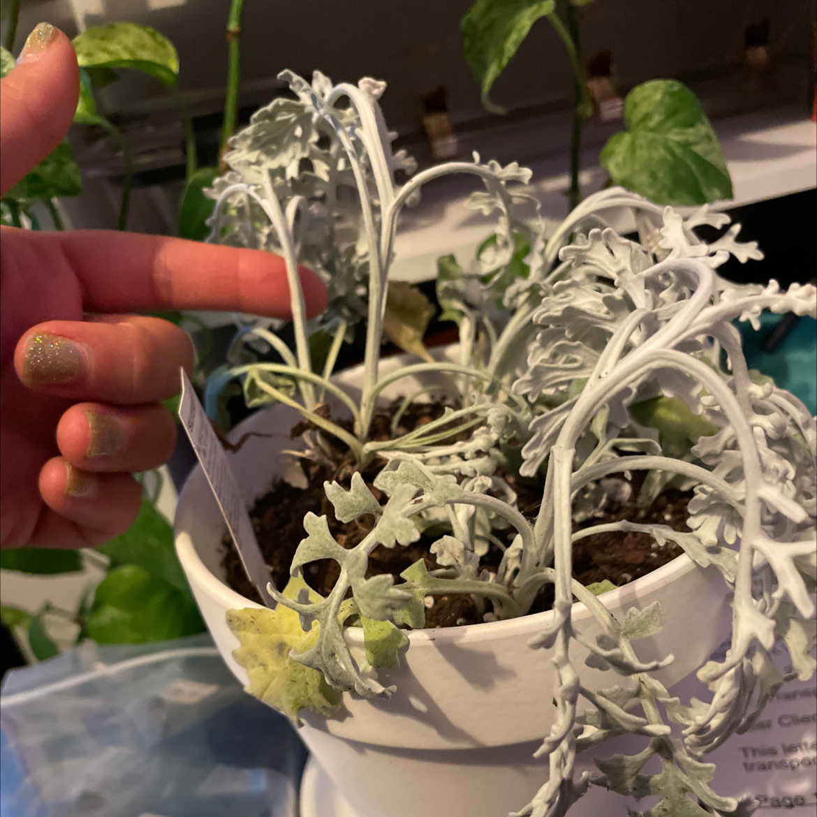 Silver Ragwort plant in a white pot with silvery leaves, some yellowing. A hand points to the plant.