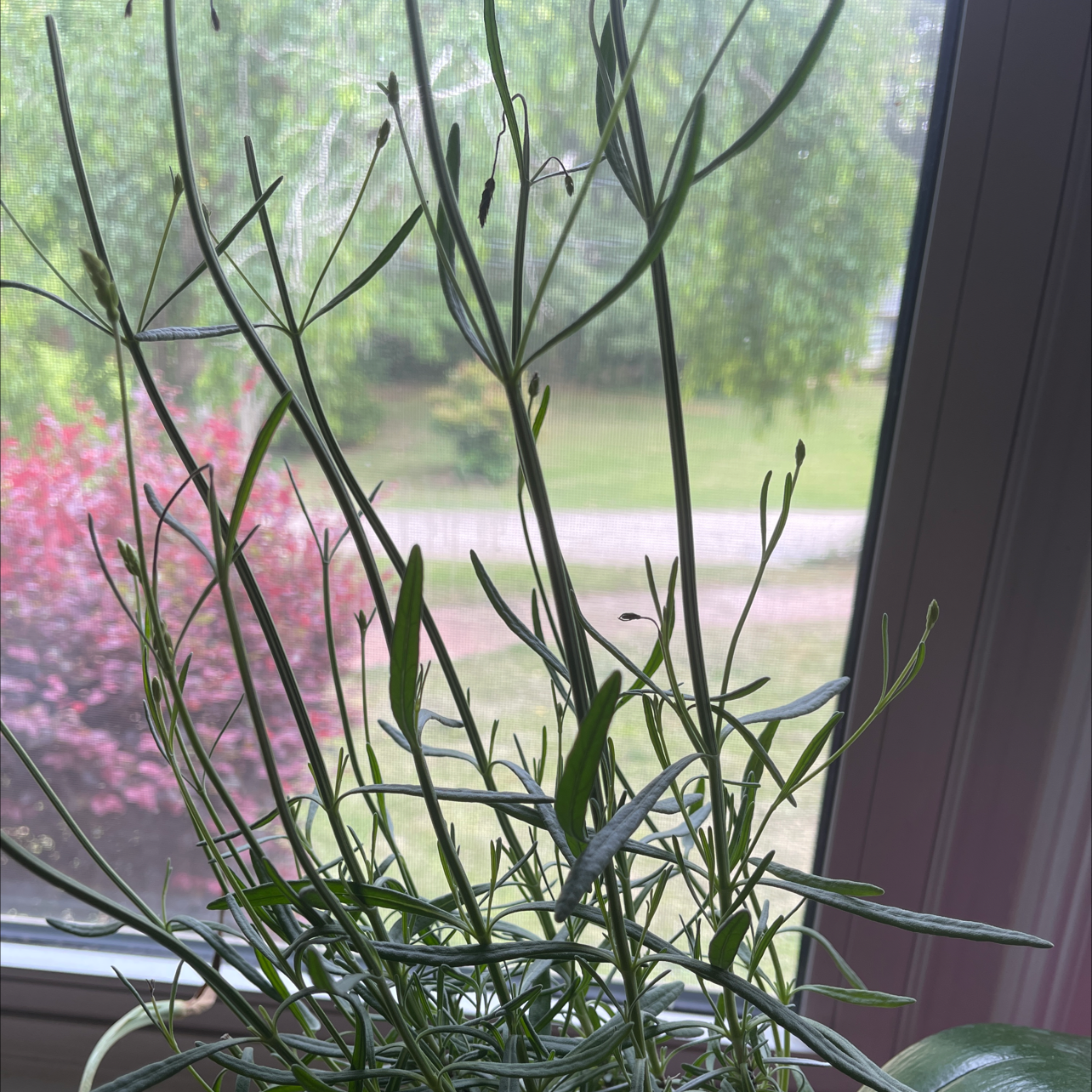 Photo of the plant species Garden lavender by Arianna named Lady Lavendula on Greg, the plant care app