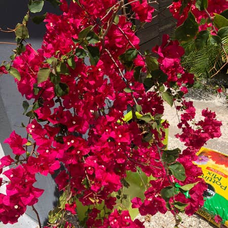 Photo of the plant species Bougainvillea by Tricia named Bouganveilla on Greg, the plant care app