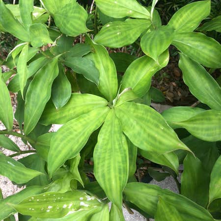 Photo of the plant species Dichorisandra Thyrsiflora by Tricia named Ginger on Greg, the plant care app