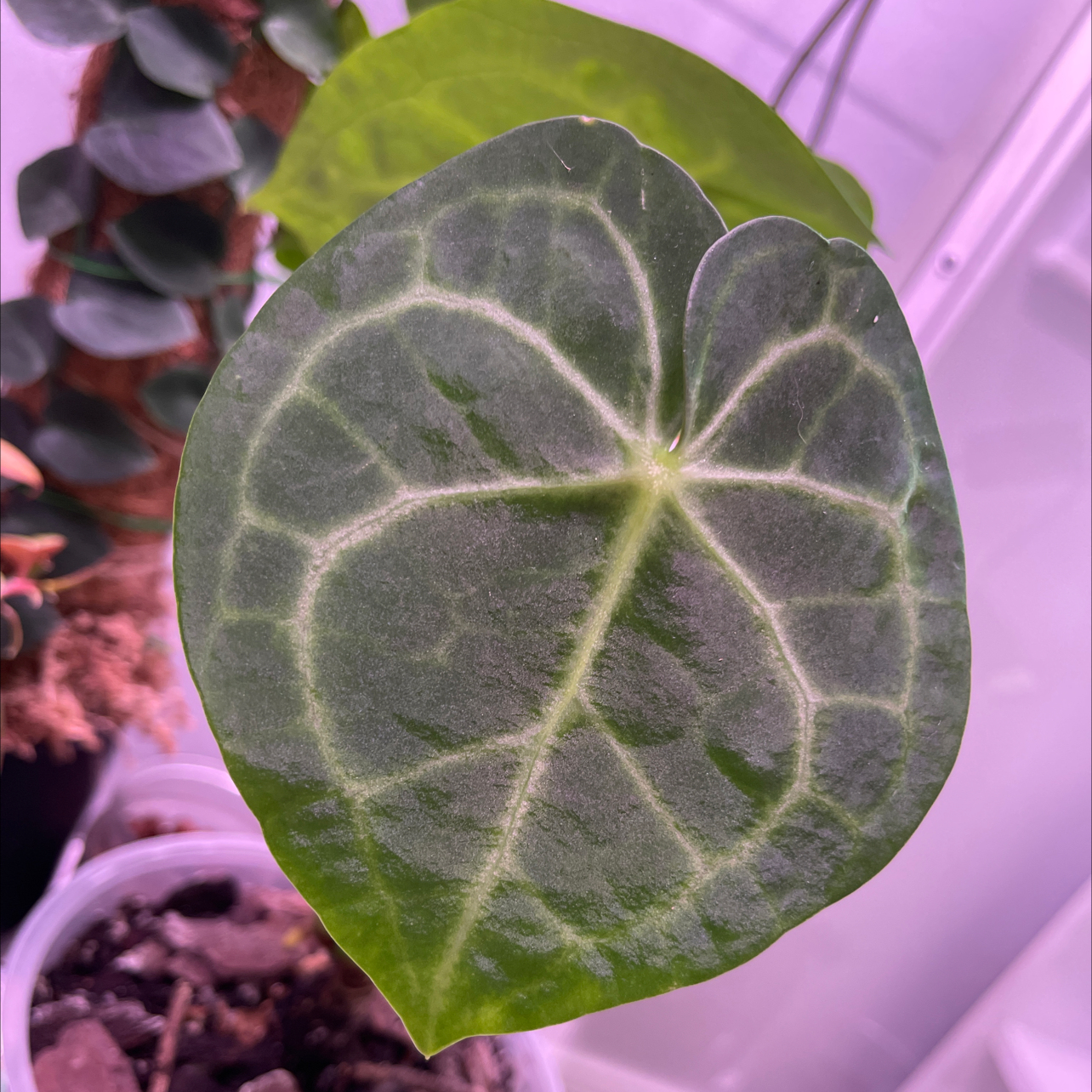 Close-up of a healthy Velvet Cardboard Anthurium leaf with prominent veining.