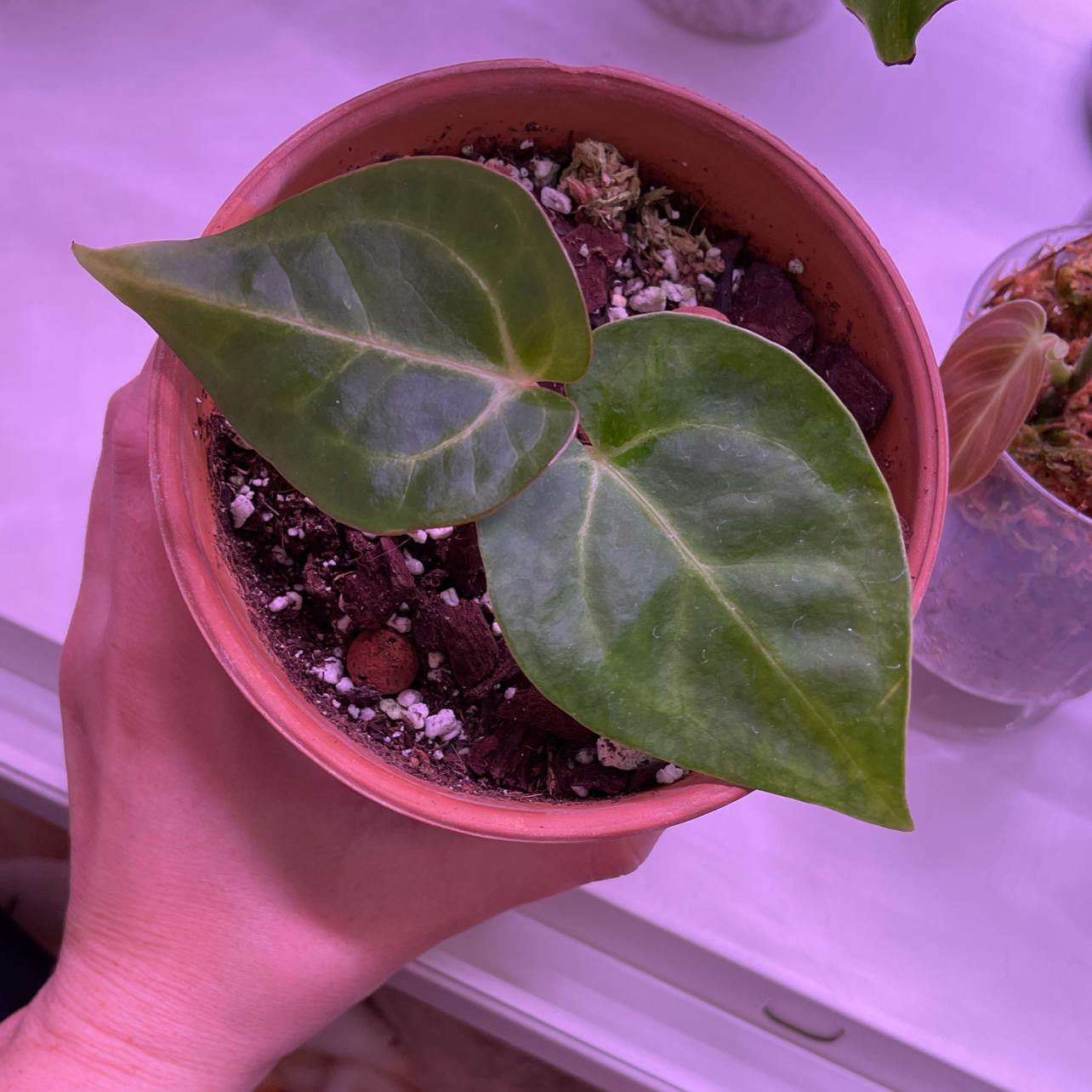 Potted Anthurium magnificum with two large green leaves held by a hand.