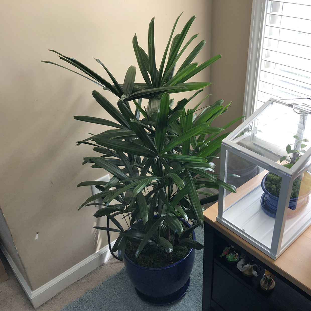 Healthy Rhapsis Palm houseplant with long dark green leaves in blue ceramic pot near window.