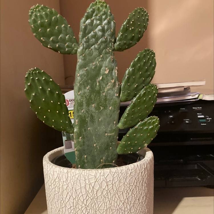 Potted Brittle Prickly Pear cactus with multiple pads, healthy appearance.
