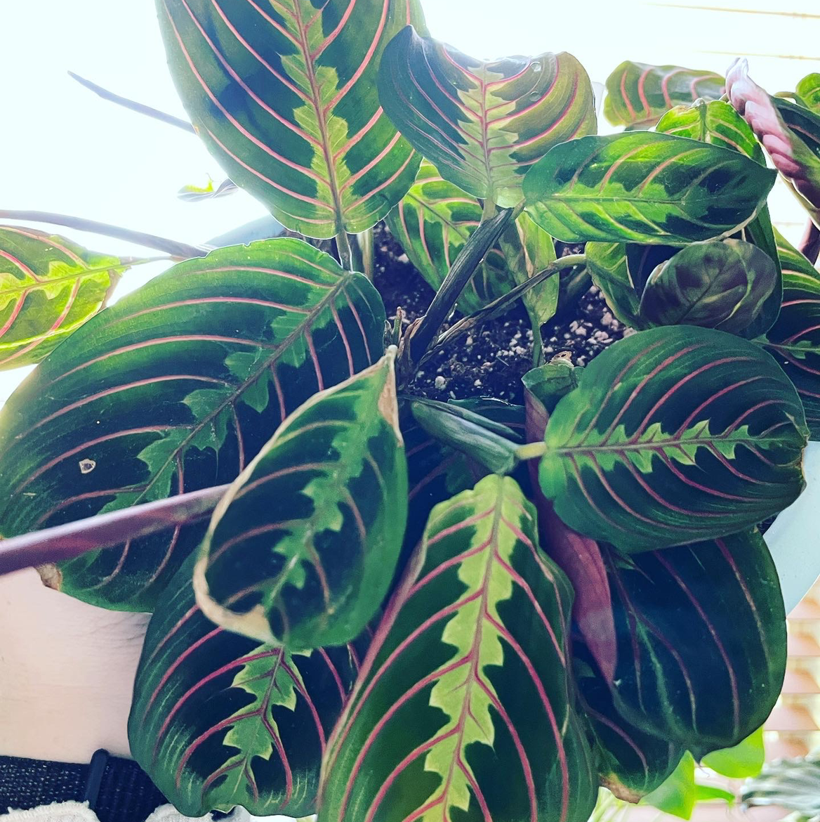 Green Prayer Plant plant photo by @kenziebaker named Kevin on Greg, the plant care app.