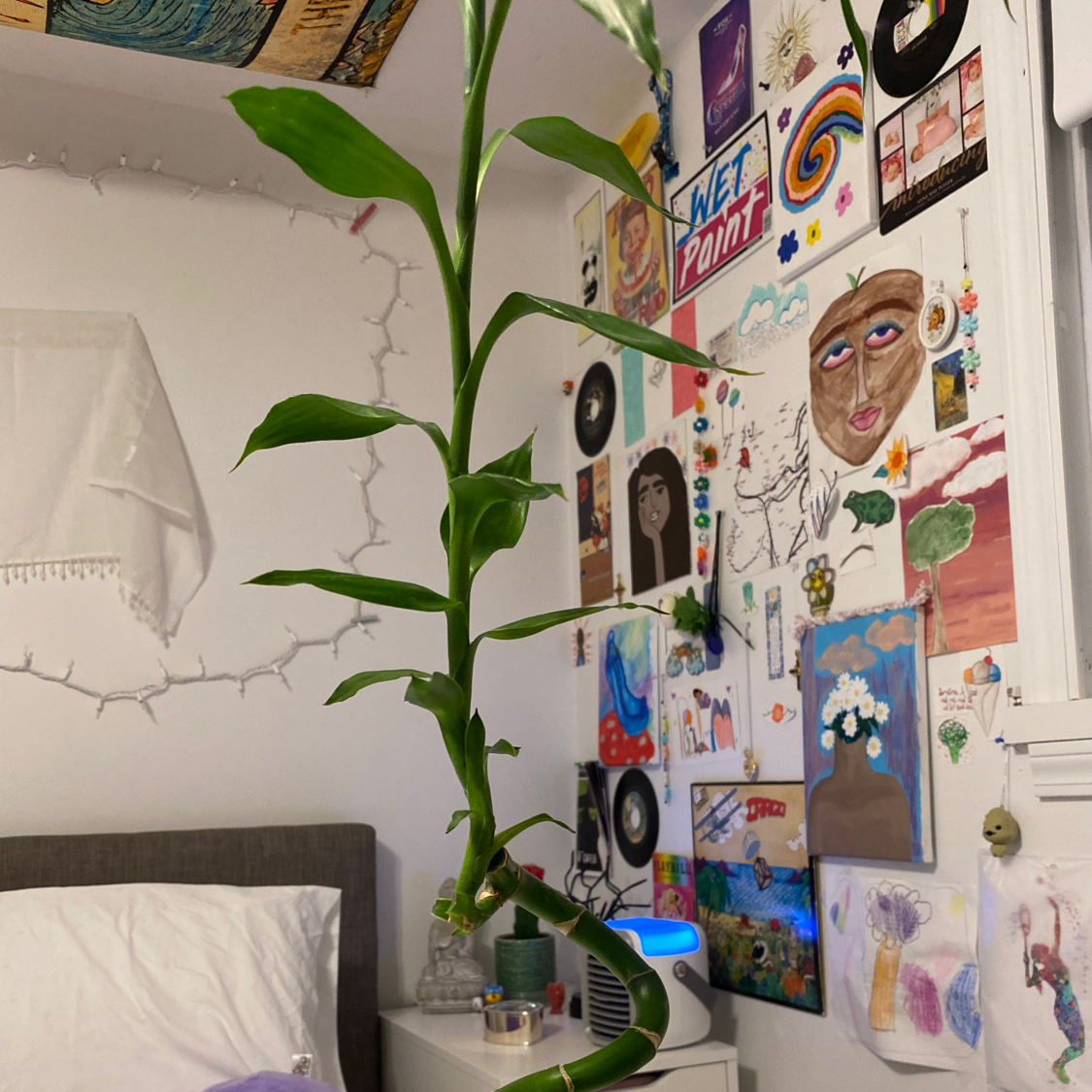 Photo of the plant species Calcutta Bamboo by @Alexsys named Plato on Greg, the plant care app