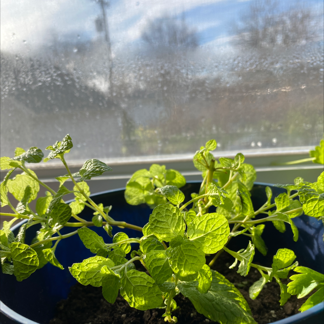 Black Spots on My Lemon Balm Leaves