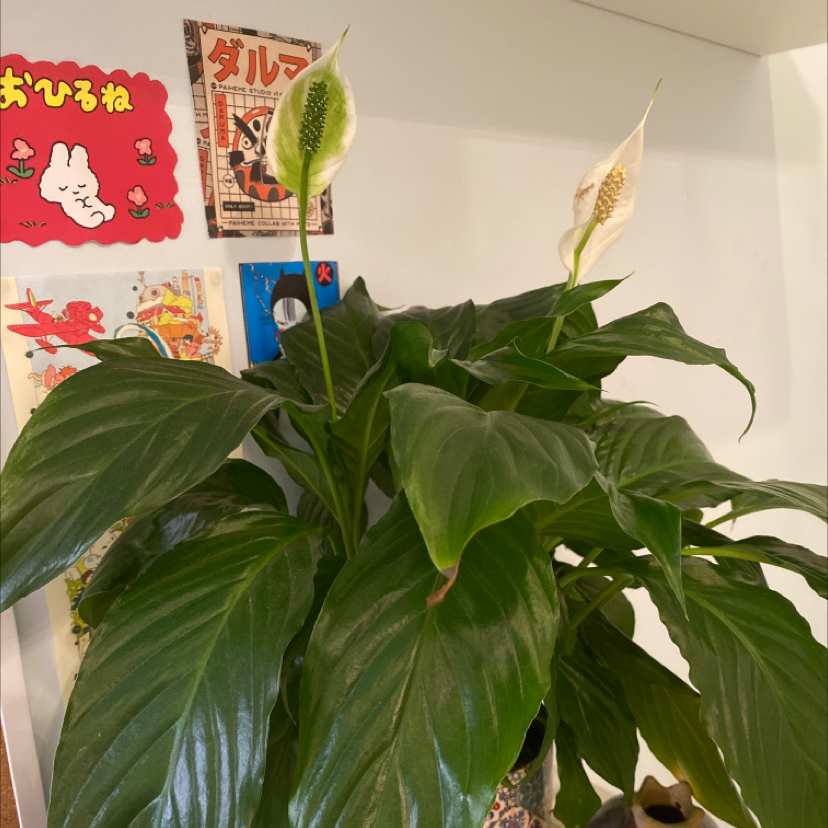 Peace Lily plant photo by @gigi.gismondi named faun on Greg, the plant care app.