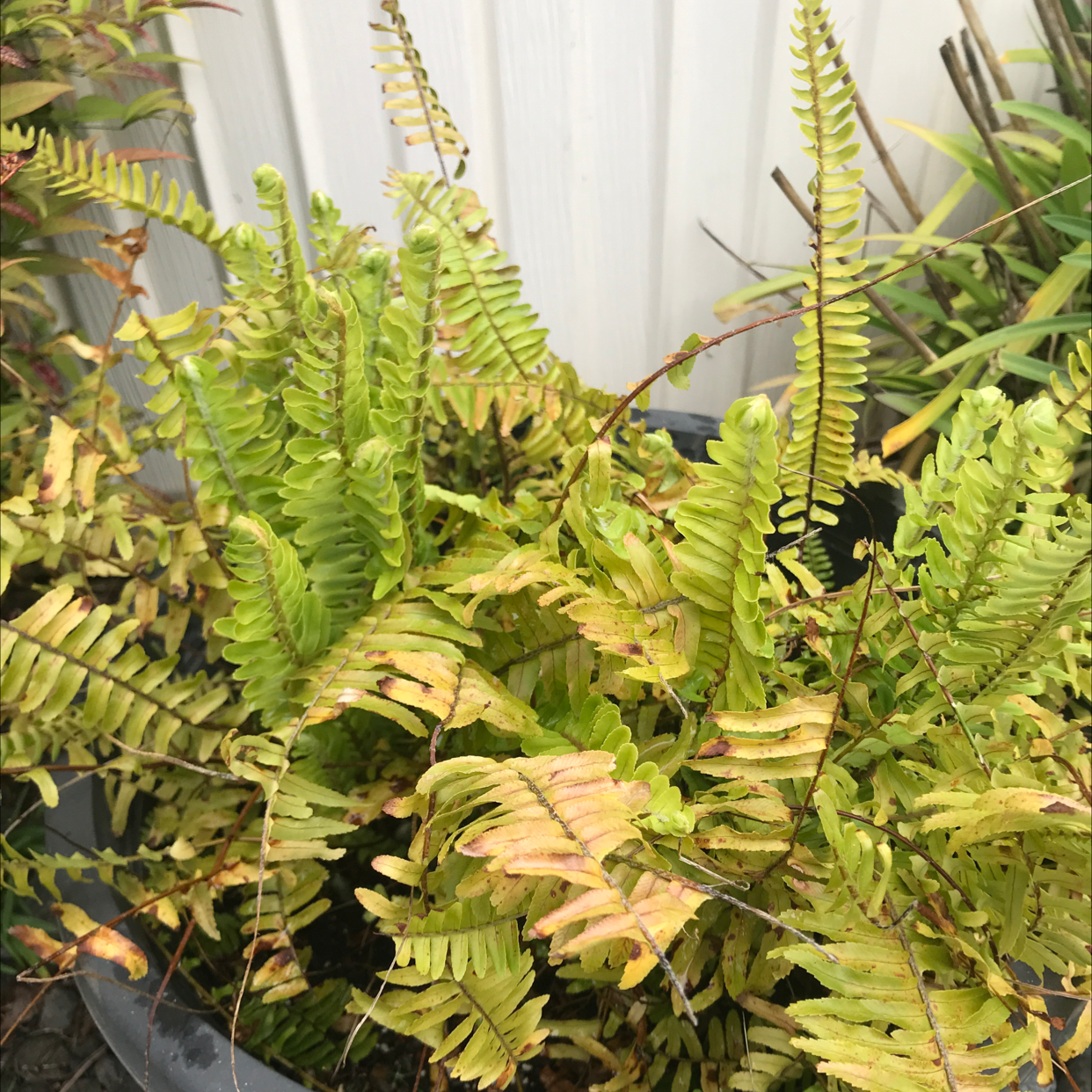 Boston Fern plant photo by Jenny named freddy on Greg, the plant care app.