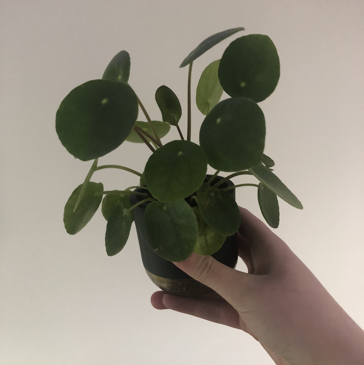 Chinese Money Plant plant photo by @claramaeb named Chinese Money Plant on Greg, the plant care app.