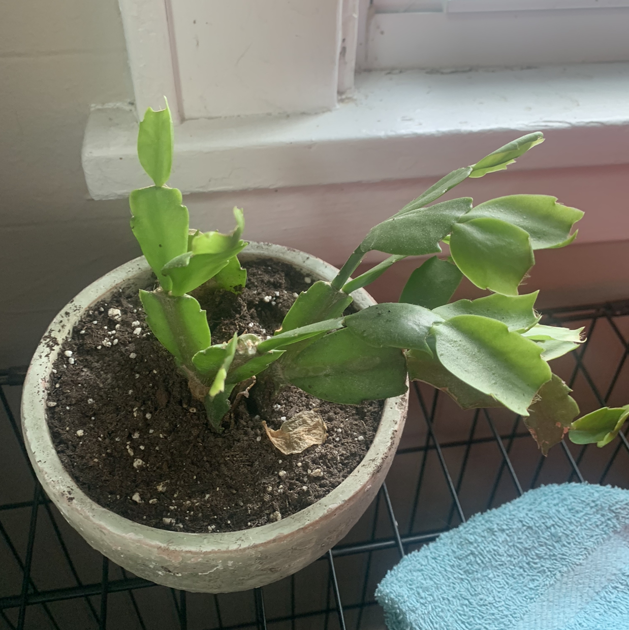 Potted true Christmas Cactus with green segmented leaves, visible soil, and no flowers.