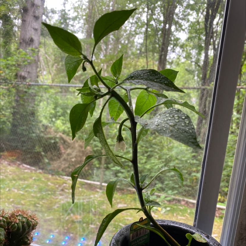 Pepper Plant plant photo by @torreytrevvv named jala on Greg, the plant care app.