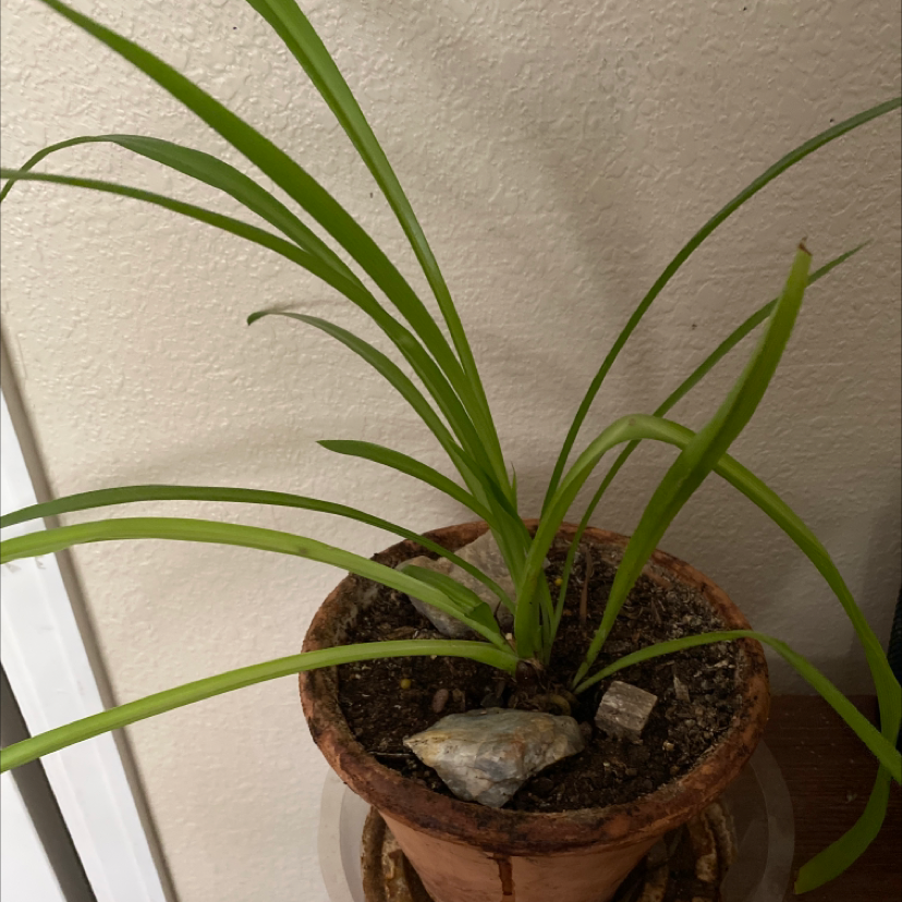 Spider Plant plant photo by @Nina1234 named Aristotle on Greg, the plant care app.