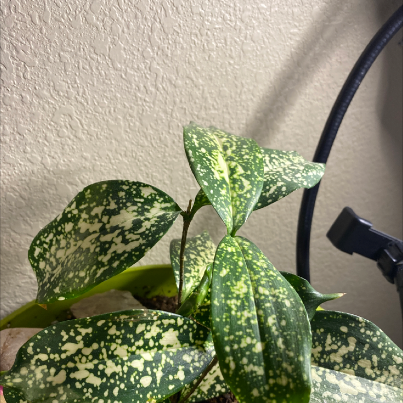 Gold Dust Dracaena plant photo by @Nina1234 named Gregarious on Greg, the plant care app.