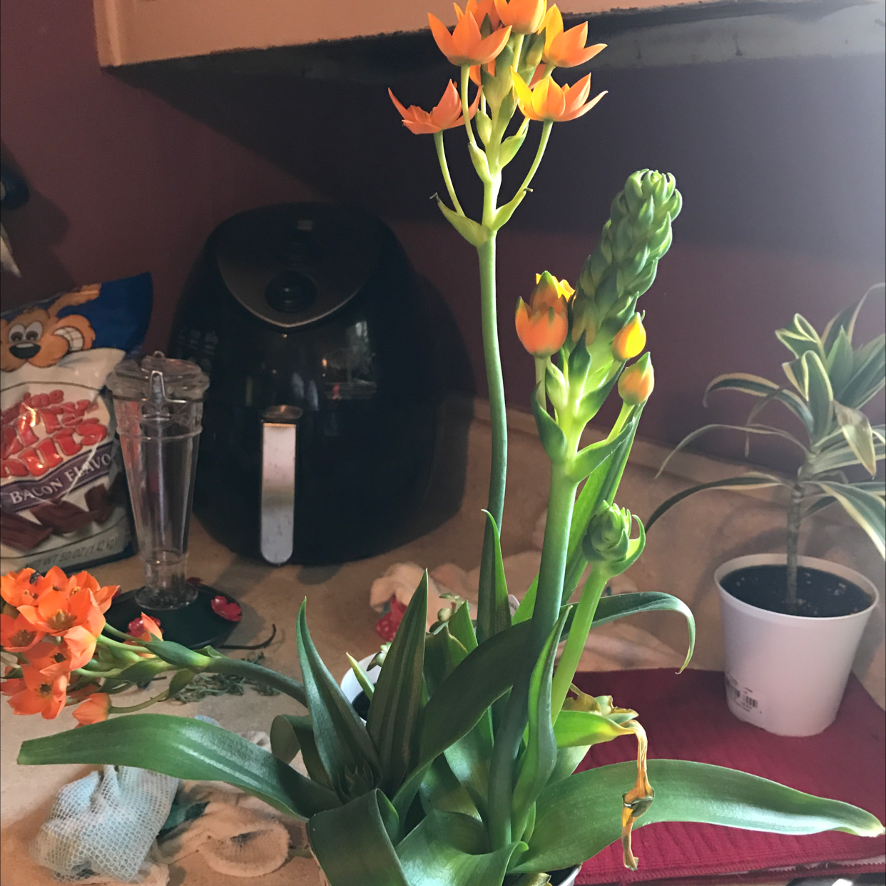 Sun Star plant with vibrant orange flowers, well-framed and in focus.