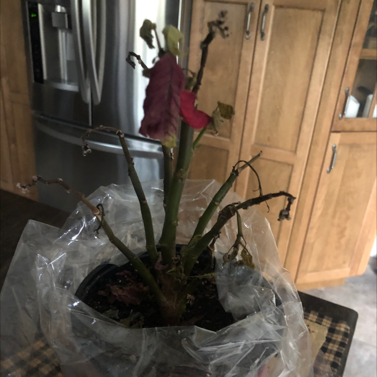 A potted Japanese Poinsettia plant with red bracts and some yellowing leaves, in a plastic bag on a black countertop.