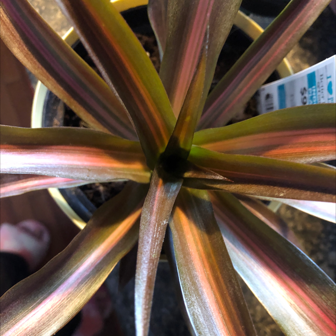 Close-up of healthy Moses-in-the-Cradle plant with vibrant purple and green striped lance-shaped leaves arranged in rosette pattern.
