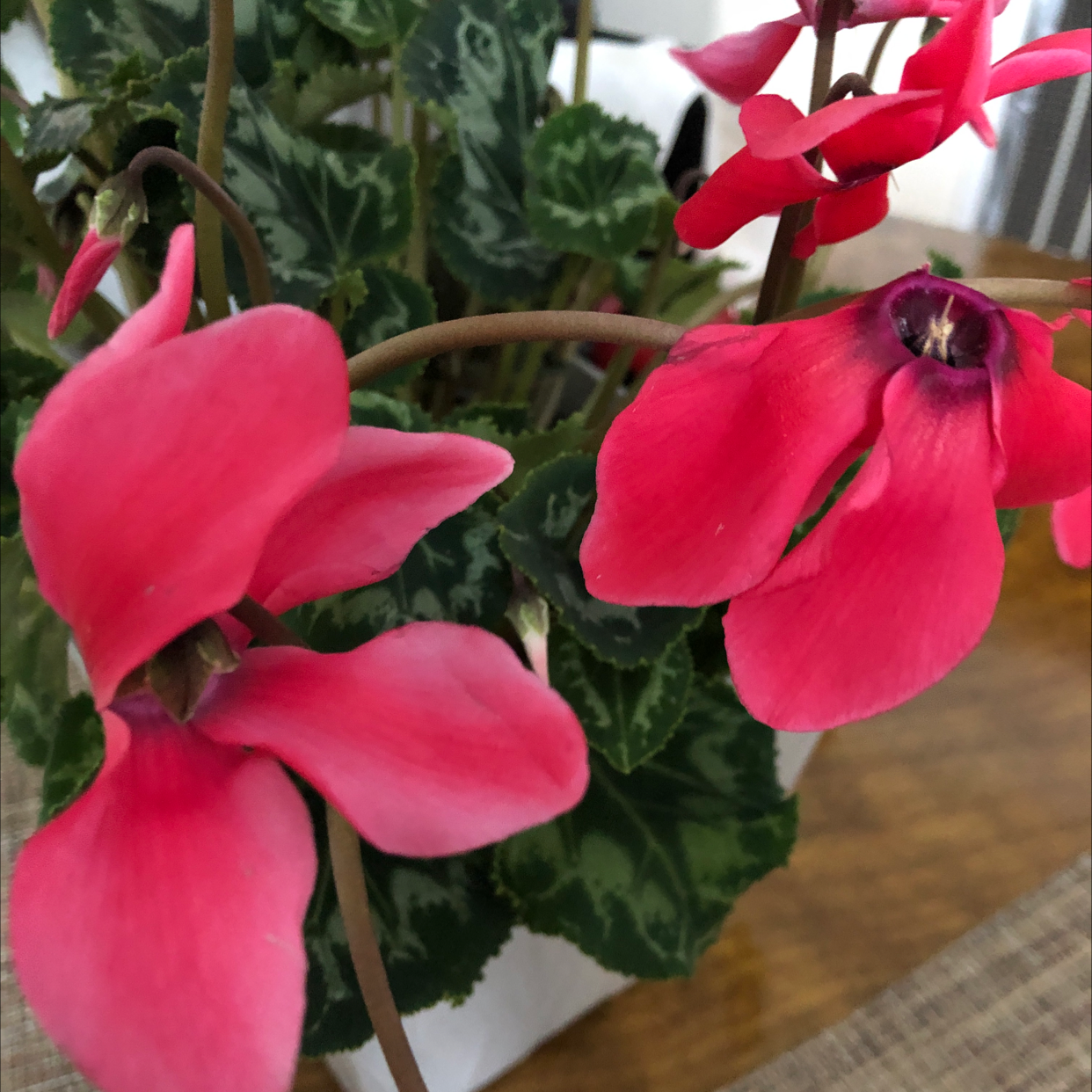 Vibrant hot pink Persian Cyclamen flowers with deep green foliage, plant appears very healthy and in full bloom.