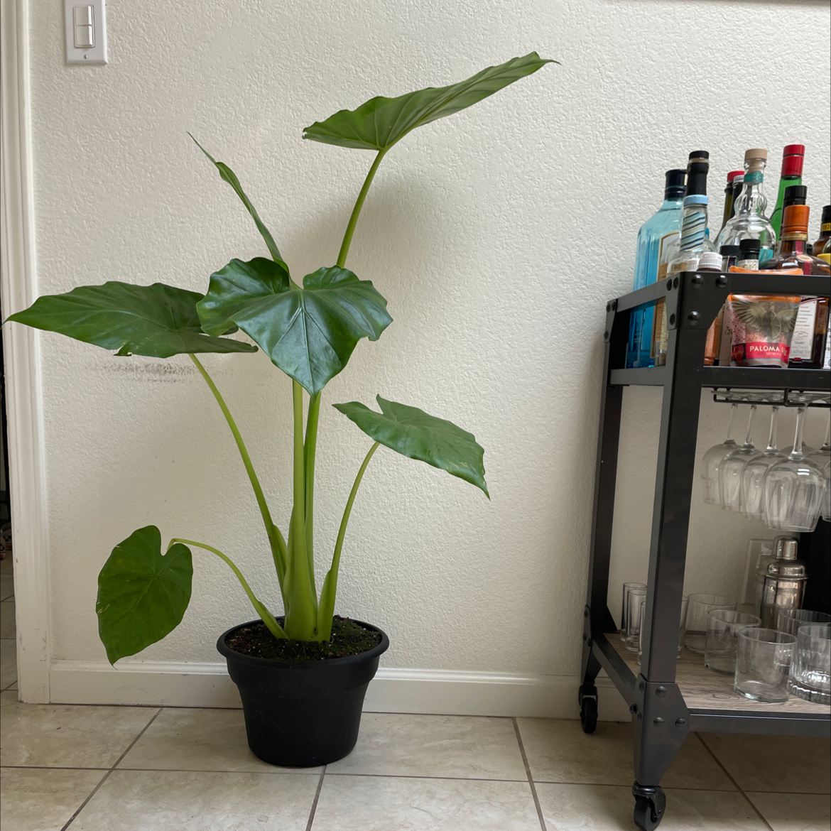 Elephant Ear Philodendron plant in a black pot, placed indoors next to a bar cart.