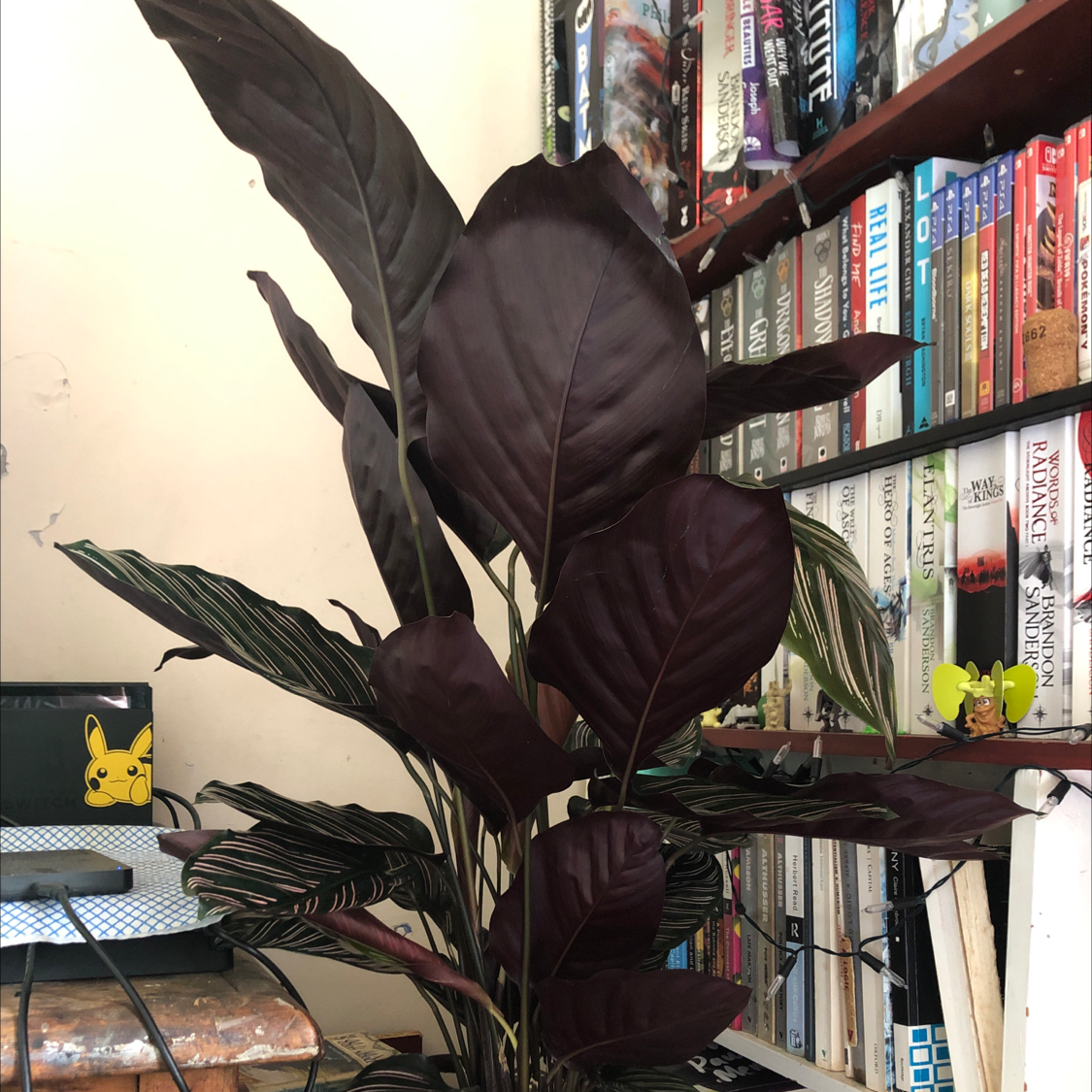 Photo of the plant species Calathea 'Julia' by Daniel named Julia on Greg, the plant care app